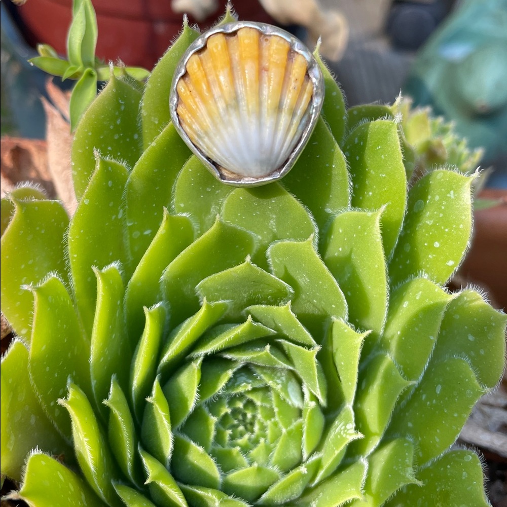 Sunrise Shell Ring